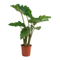 Alocasia Portodora - Upright Elephant Ear 17 Alocasia Portodora - Upright Elephant Ear -Outlet The Ever Sprout Store Alocasia portodora
