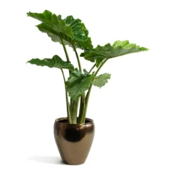 Alocasia Portodora - Upright Elephant Ear 23 Alocasia Portodora - Upright Elephant Ear -Outlet The Ever Sprout Store Alocasia portodora Amora Black Gold Plant Pot
