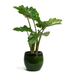 Alocasia Portodora - Upright Elephant Ear 16 Alocasia Portodora - Upright Elephant Ear -Outlet The Ever Sprout Store Alocasia portodora Charlotte Plant Pot Green