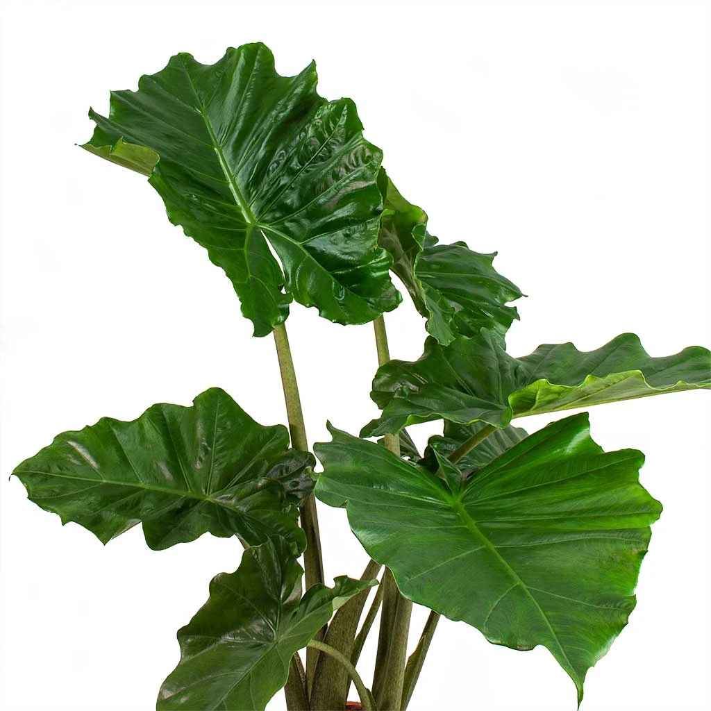 Alocasia Portodora - Upright Elephant Ear 2 Alocasia Portodora - Upright Elephant Ear - Image 2