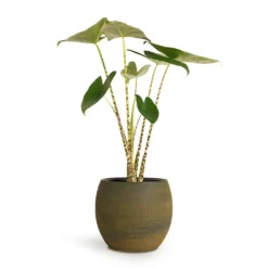 Dex Plant Pot - Forrest -Outlet The Ever Sprout Store Alocasia zebrina Tiger Elephant Ear 13x45cm Dex Plant Pot Forrest 22x20cm
