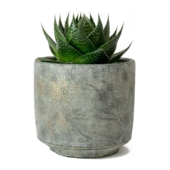 Aloe Aristata Cosmo -Outlet The Ever Sprout Store Aloe Cosmo Saar Earth Plant Pot 0c92a36c 7717 4c28 bbfe 9e90fb48d3ad