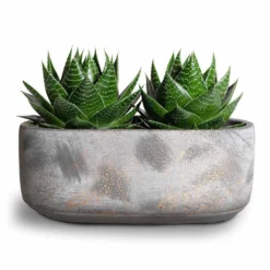 Aloe Aristata Cosmo -Outlet The Ever Sprout Store Aloe aristata Cosmo 11x17cm Saar Oval Plant Bowl Earth Cement 26x13x11cm 2 50f5b65a 0bd0 45db 9d27 f937ec76664b
