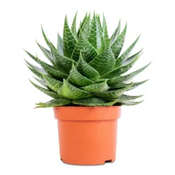Aloe Aristata Cosmo -Outlet The Ever Sprout Store Aloe aristata Cosmo 13x22cm