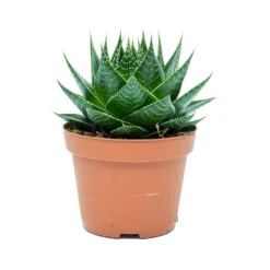 Aloe Aristata Cosmo -Outlet The Ever Sprout Store Aloe aristata Cosmo