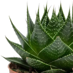 Aloe Aristata Cosmo -Outlet The Ever Sprout Store Aloe aristata Cosmo Leaves