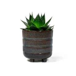 Aloe Aristata Cosmo -Outlet The Ever Sprout Store Aloe aristata Cosmo plant pot