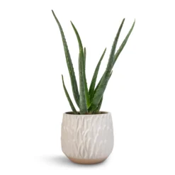 Arles Leaf Plant Pot - White -Outlet The Ever Sprout Store Aloe vera 12x40cm Arles Leaf Plant Pot White 17x17cm