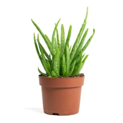 Aloe Vera Clumb 9 Aloe Vera Clumb -Outlet The Ever Sprout Store Aloe vera Clumb 12cm