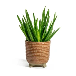 Aloe Vera Clumb 12 Aloe Vera Clumb -Outlet The Ever Sprout Store Aloe vera Clumb Bekka Plant Pot Pale Pink