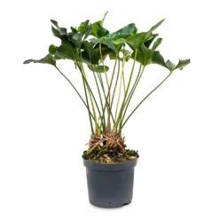 Anthurium Arrow -Outlet The Ever Sprout Store Anthurium Arrow 30x90cm