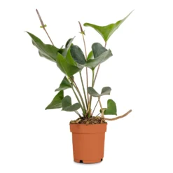 Anthurium Arrow -Outlet The Ever Sprout Store Anthurium Arrow Flamingo Flower 14x50cm