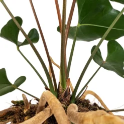 Anthurium Arrow -Outlet The Ever Sprout Store Anthurium Arrow Flamingo Flower DETAIL 2