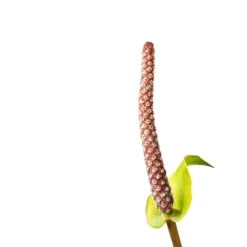 Anthurium Arrow -Outlet The Ever Sprout Store Anthurium Arrow Flamingo Flower SWATCH