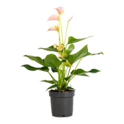 Anthurium - Flamingo Flower - Joli Peach -Outlet The Ever Sprout Store Anthurium Flamingo Flower Joli Peach 12x40cm