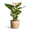 Anthurium - Flamingo Flower - Joli Peach