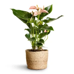 Anthurium - Flamingo Flower - Joli Peach