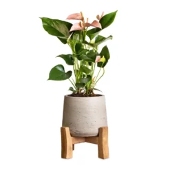 Anthurium - Flamingo Flower - Joli Peach -Outlet The Ever Sprout Store Anthurium Flamingo Flower Joli Peach 12x40cm Patt Plant Pot Low Stand Grey Washed 20x21cm 2