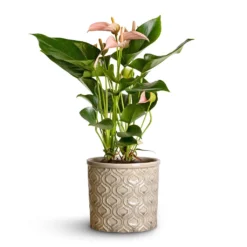 Anthurium - Flamingo Flower - Joli Peach -Outlet The Ever Sprout Store Anthurium Flamingo Flower Joli Peach 12x40cm Venetian Plant Pot Grey 16x14cm 2