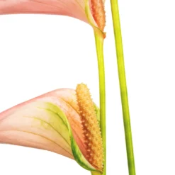 Anthurium - Flamingo Flower - Joli Peach -Outlet The Ever Sprout Store Anthurium Flamingo Flower Joli Peach SWATCH 2