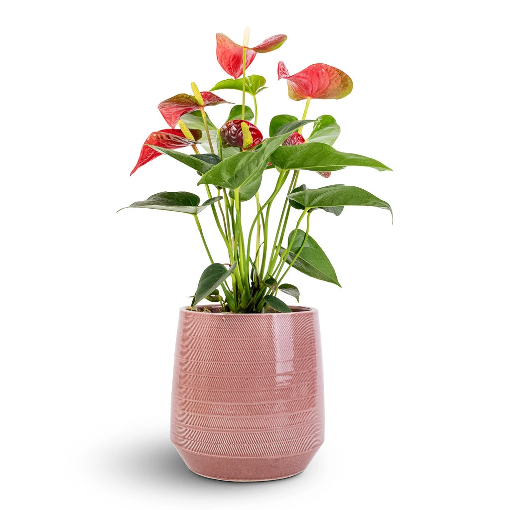 Anthurium - Flamingo Flower - Royal Red 6 Anthurium - Flamingo Flower - Royal Red - Image 6