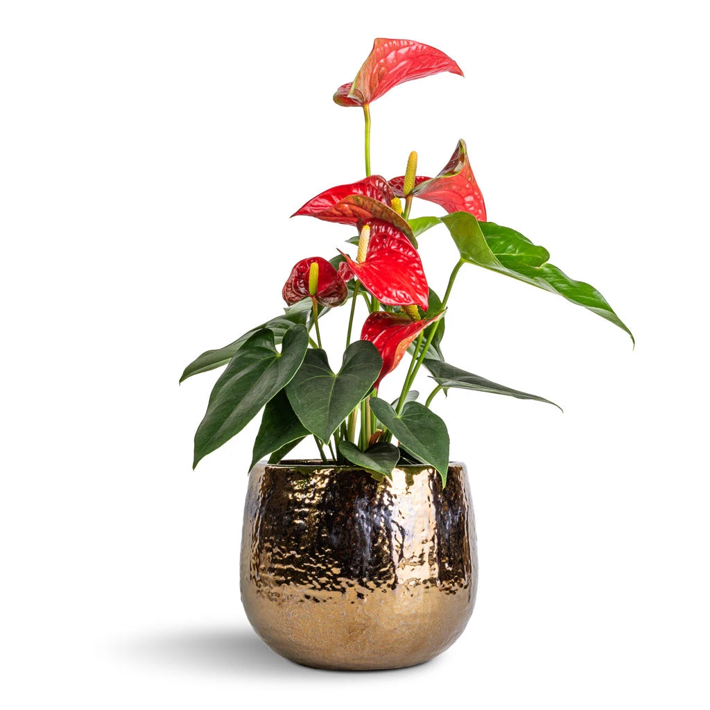 Anthurium - Flamingo Flower - Royal Red 5 Anthurium - Flamingo Flower - Royal Red - Image 5