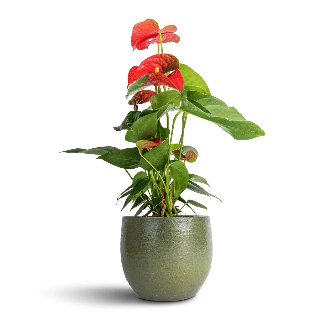 Anthurium - Flamingo Flower - Royal Red 1 Anthurium - Flamingo Flower - Royal Red