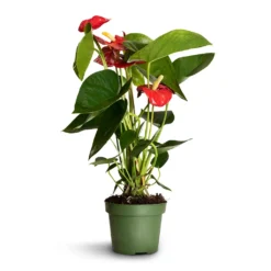 Anthurium - Flamingo Flower - Royal Red 15 Anthurium - Flamingo Flower - Royal Red -Outlet The Ever Sprout Store Anthurium Royal Champion 2