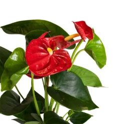 Anthurium - Flamingo Flower - Royal Red 16 Anthurium - Flamingo Flower - Royal Red -Outlet The Ever Sprout Store Anthurium Royal Champion Close Up