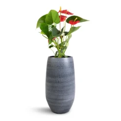 Anthurium - Flamingo Flower - Royal Red 22 Anthurium - Flamingo Flower - Royal Red -Outlet The Ever Sprout Store Anthurium Royal Champion Royal Red 12x40cm Esra Plant Vase Graphite 20x35cm 07256ab6 2047 4dca a974 9104e3476b64