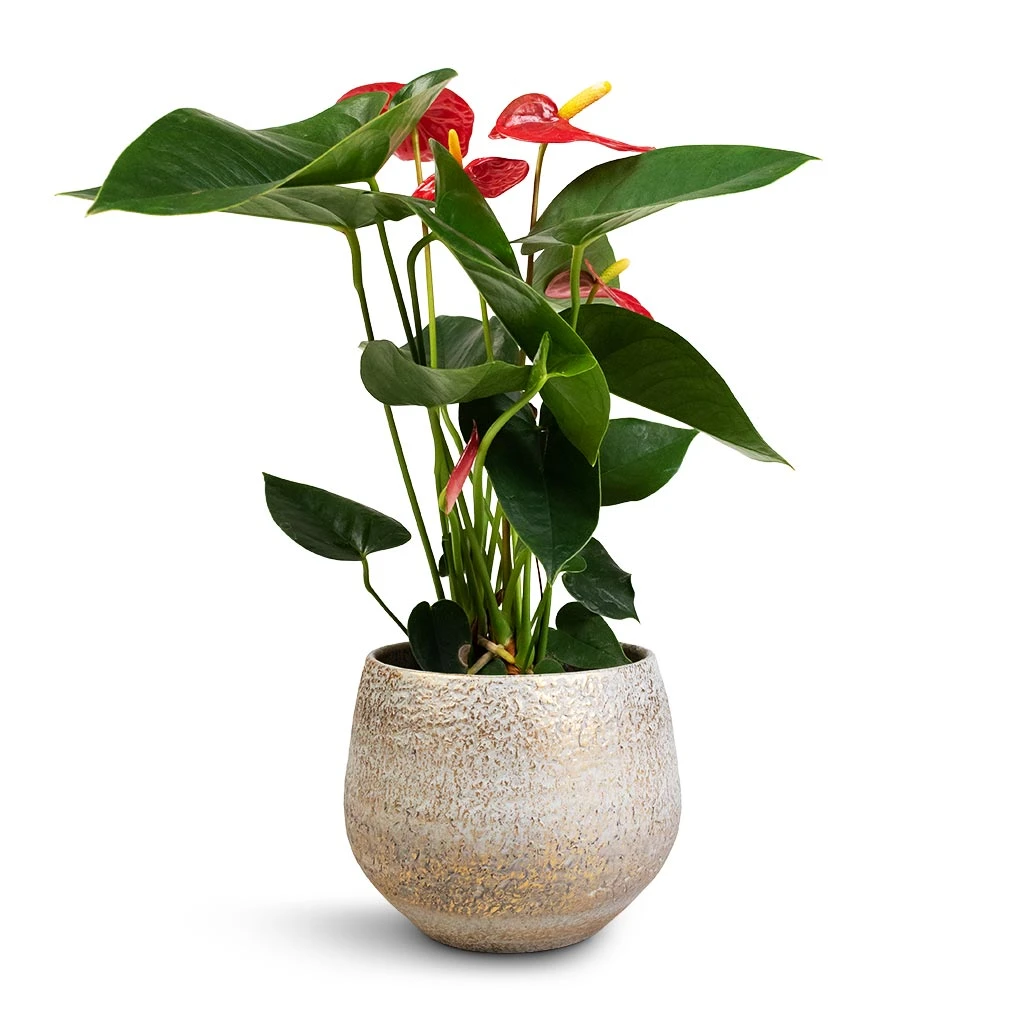 Anthurium - Flamingo Flower - Royal Red 11 Anthurium - Flamingo Flower - Royal Red - Image 11