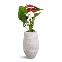Anthurium - Flamingo Flower - Royal Red 24 Anthurium - Flamingo Flower - Royal Red -Outlet The Ever Sprout Store Anthurium Royal Champion Royal Red 12x40cm Ryan Plant Vase White Black 18x30cm