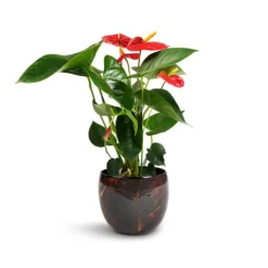 Anthurium - Flamingo Flower - Royal Red 20 Anthurium - Flamingo Flower - Royal Red -Outlet The Ever Sprout Store Anthurium Royal Champion Royal Red 12x40cm Vive Metal Plant Pots Set3 Lava smallest