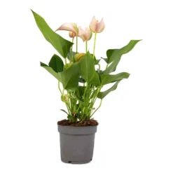 Anthurium - Flamingo Flower - Joli Peach -Outlet The Ever Sprout Store Anthurium andraeanum Joli Peach