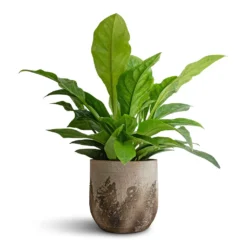 Albero Plant Pot - Cement -Outlet The Ever Sprout Store Anthurium elipticum Jungle Bush 24x60m Albero Plant Pot Cement 28x26cm