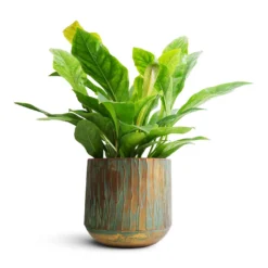 Anthurium Elipticum - Jungle Bush -Outlet The Ever Sprout Store Anthurium elipticum Jungle Bush 24x60m Caro Metal Plant Pot Copper Green 28x27cm