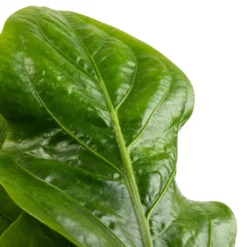 Anthurium Elipticum - Jungle Bush -Outlet The Ever Sprout Store Anthurium elipticum Jungle Bush SWATCH