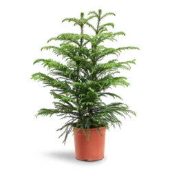 Araucaria Heterophylla - Norfolk Island Pine -Outlet The Ever Sprout Store Araucaria Heterophylla Norfolk Island Pine 22x90cm