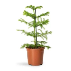 Araucaria Heterophylla - Norfolk Island Pine -Outlet The Ever Sprout Store Araucaria heterophylla Norfolk Island Pine 14x45cm 2