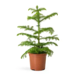 Araucaria Heterophylla - Norfolk Island Pine -Outlet The Ever Sprout Store Araucaria heterophylla Norfolk Island Pine 14x45cm 3