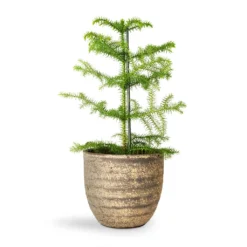 Araucaria Heterophylla - Norfolk Island Pine -Outlet The Ever Sprout Store Araucaria heterophylla Norfolk Island Pine 14x45cm Cas Plant Pot Sahara 17x15cm