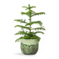Araucaria Heterophylla - Norfolk Island Pine -Outlet The Ever Sprout Store Araucaria heterophylla Norfolk Island Pine 14x45cm Moon Plant Pot Jungle 17x15cm