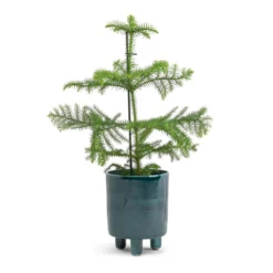 Araucaria Heterophylla - Norfolk Island Pine -Outlet The Ever Sprout Store Araucaria heterophylla Norfolk Island Pine 14x45cm Pisa Plant Pot Emerald 16x19cm a71f3462 0bba 4240 a52a a73205f3a1b3
