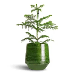 Araucaria Heterophylla - Norfolk Island Pine -Outlet The Ever Sprout Store Araucaria heterophylla Norfolk Island Pine 14x45cm Remi Plant Pot Green 23x25cm