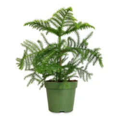 Araucaria Heterophylla - Norfolk Island Pine -Outlet The Ever Sprout Store Araucaria heterophylla Norfolk Island Pine 17x50cm