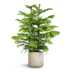 Araucaria Heterophylla - Norfolk Island Pine -Outlet The Ever Sprout Store Araucaria heterophylla Norfolk Island Pine 22x90cm Charlie Plant Pot Grey Washed 25x24cm