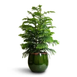 Araucaria Heterophylla - Norfolk Island Pine -Outlet The Ever Sprout Store Araucaria heterophylla Norfolk Island Pine 22x90cm Charlotte Plant Pot Green 29x25cm