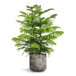 Araucaria Heterophylla - Norfolk Island Pine -Outlet The Ever Sprout Store Araucaria heterophylla Norfolk Island Pine 22x90cm Saar Plant Pot Earth Cement 26x25cm