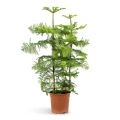 Araucaria Heterophylla - Norfolk Island Pine -Outlet The Ever Sprout Store Araucaria heterophylla Norfolk Island Pine 27x100cm
