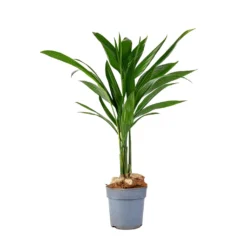 Areca Catechu - Betel Nut Palm 8 Areca Catechu - Betel Nut Palm -Outlet The Ever Sprout Store Areca catechu Betel Nut Palm 12x50cm